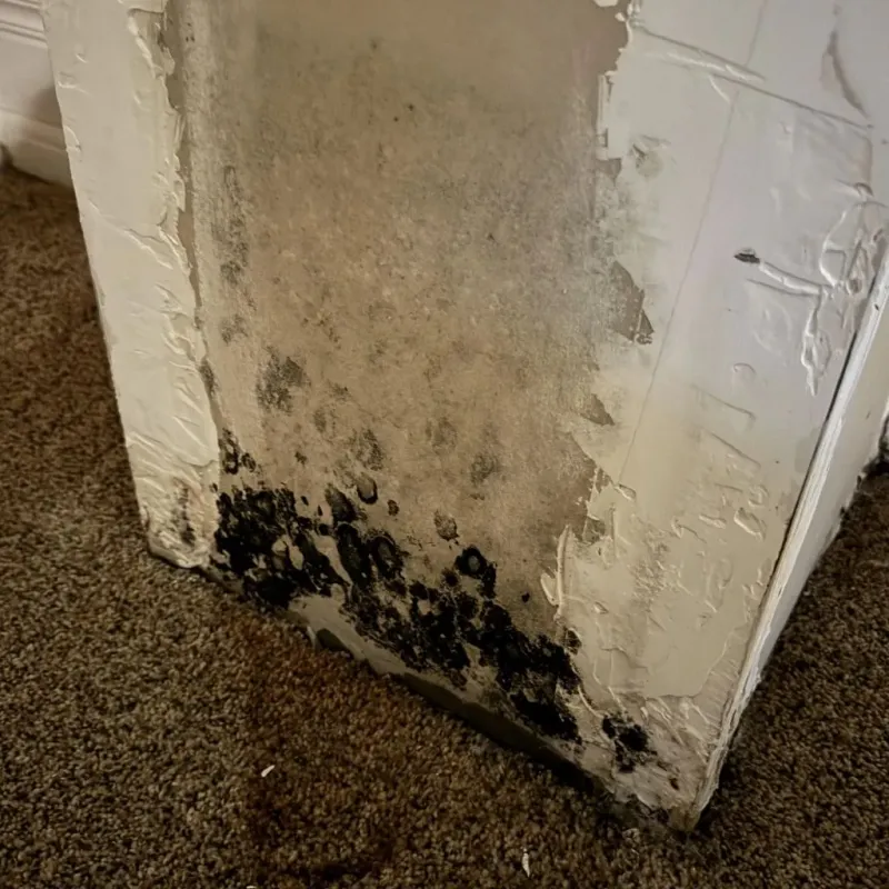 Professional Mold Removal in South Fulton, TN